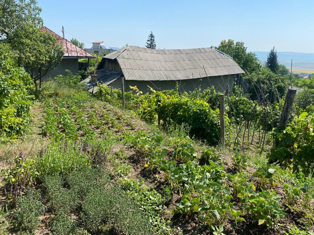 Teren 1000 mp Sarata Bacau